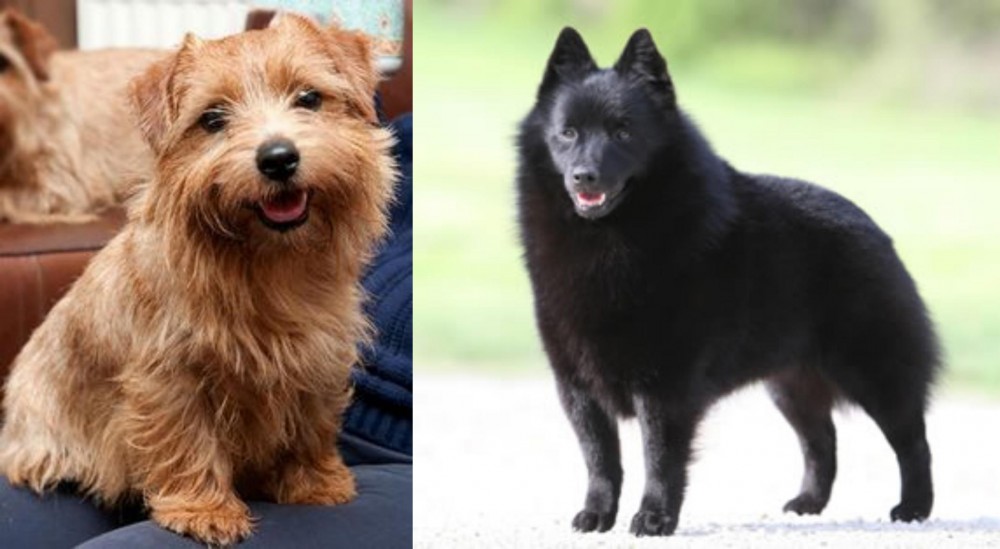 Schipperke vs Norfolk Terrier - Breed Comparison