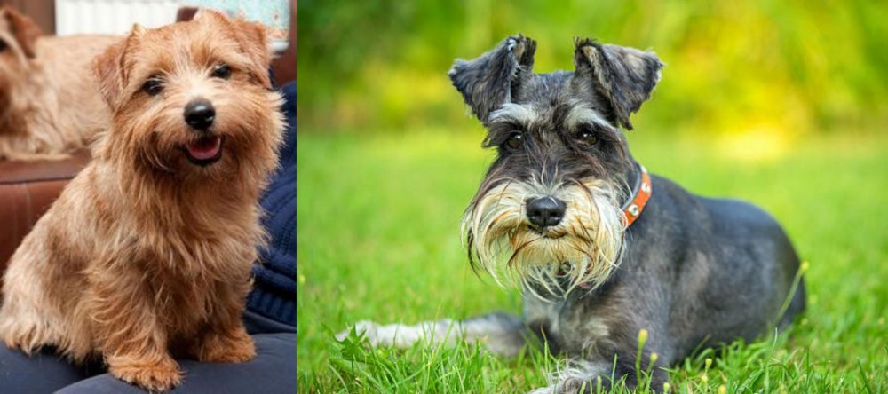 Schnauzer vs Norfolk Terrier - Breed Comparison