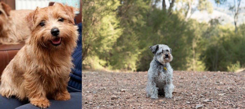 Schnoodle vs Norfolk Terrier - Breed Comparison