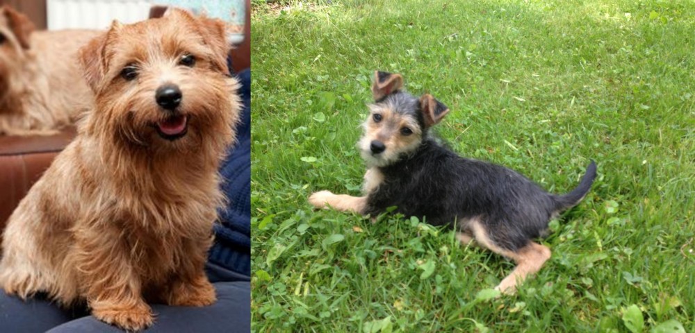 Schnorkie vs Norfolk Terrier - Breed Comparison