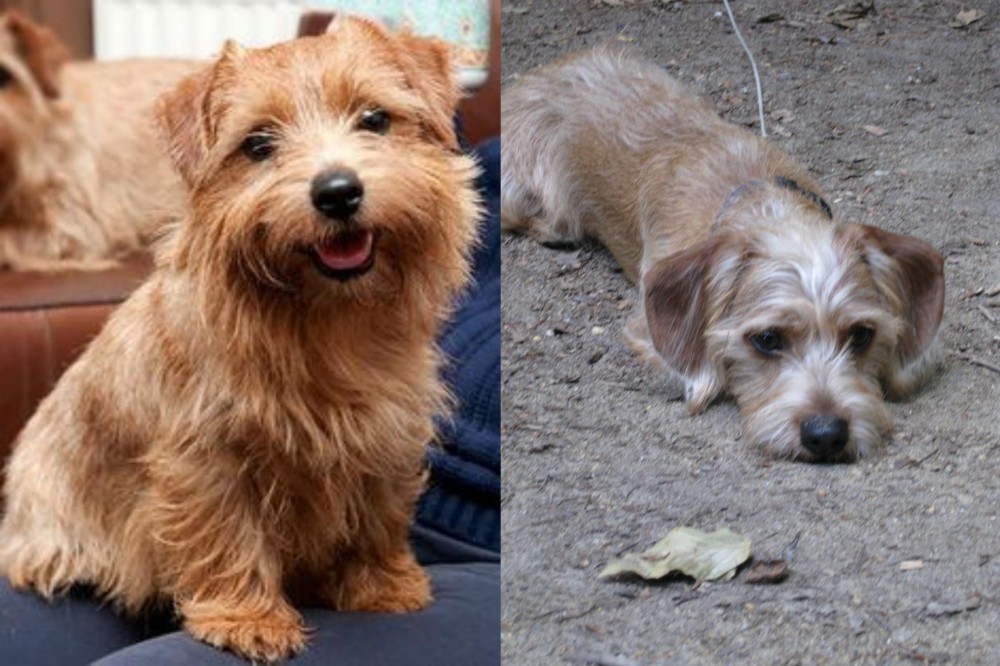 Schweenie vs Norfolk Terrier - Breed Comparison