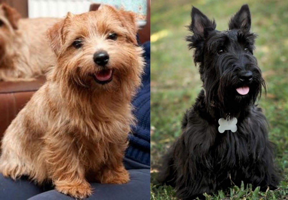 Scoland Terrier vs Norfolk Terrier - Breed Comparison