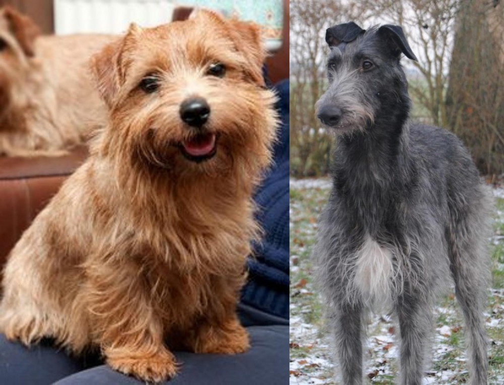 Scottish Deerhound vs Norfolk Terrier - Breed Comparison