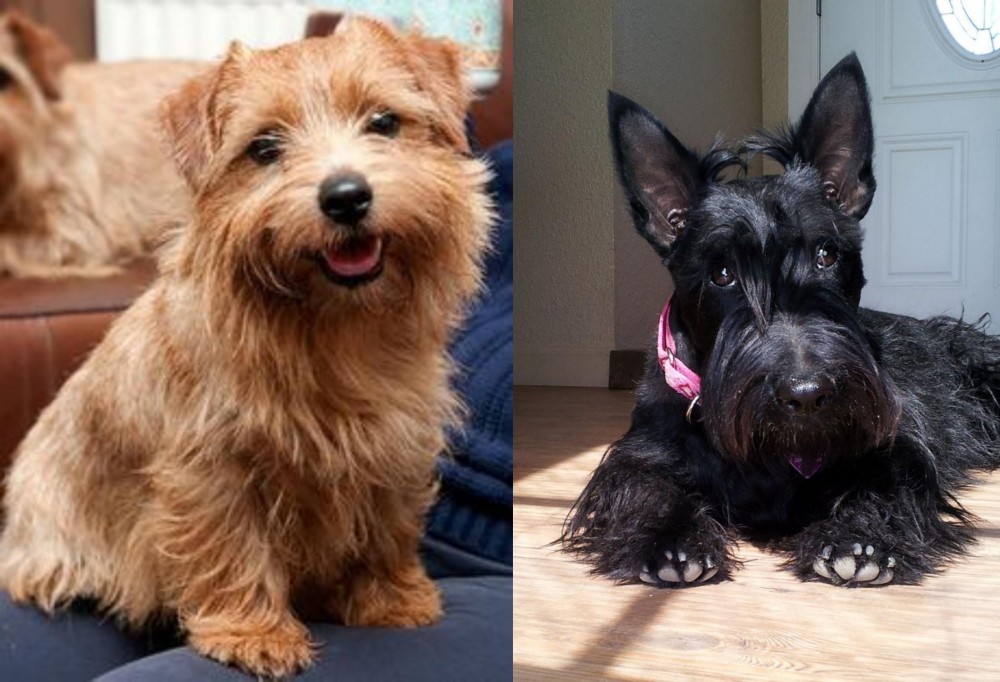 Scottish Terrier vs Norfolk Terrier - Breed Comparison