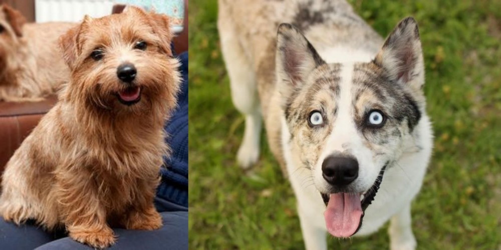 Shepherd Husky vs Norfolk Terrier - Breed Comparison