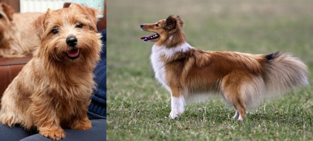 Shetland Sheepdog vs Norfolk Terrier - Breed Comparison
