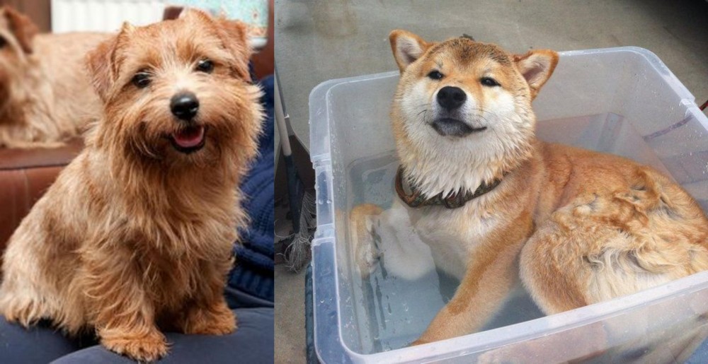 Shiba Inu vs Norfolk Terrier - Breed Comparison