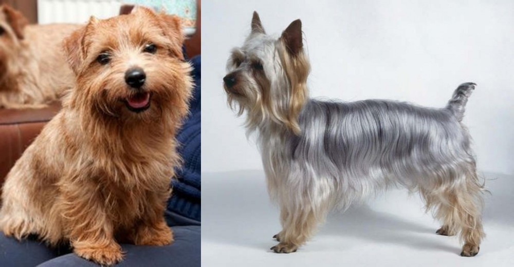 Silky Terrier vs Norfolk Terrier - Breed Comparison
