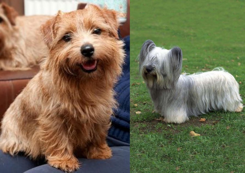 Skye Terrier vs Norfolk Terrier - Breed Comparison