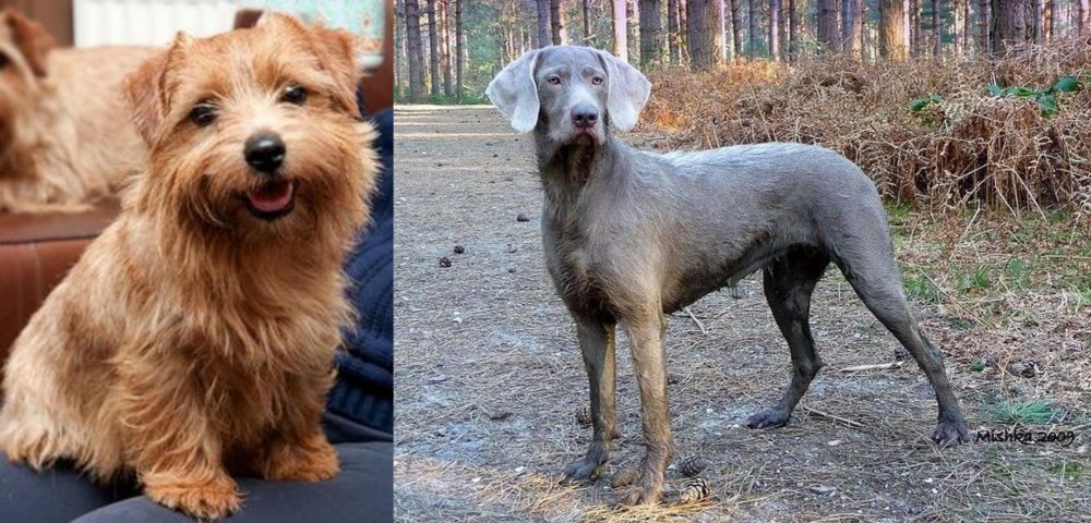 Slovensky Hrubosrsty Stavac vs Norfolk Terrier - Breed Comparison
