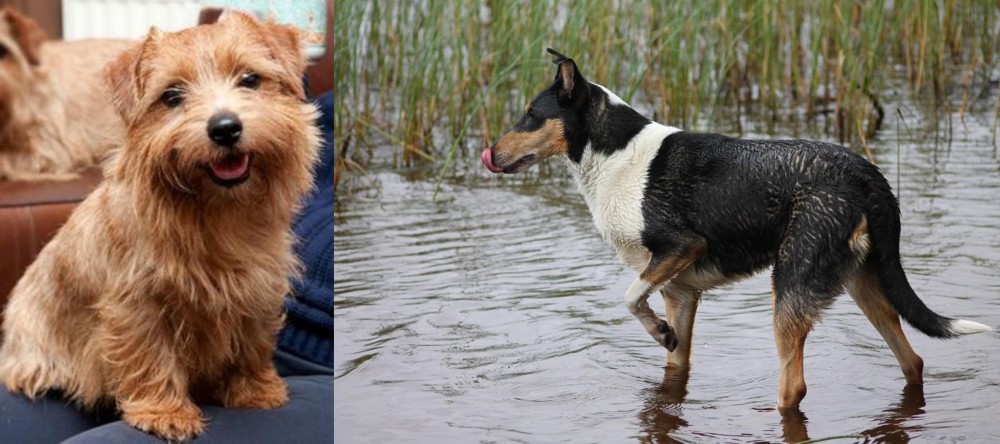 Smooth Collie vs Norfolk Terrier - Breed Comparison