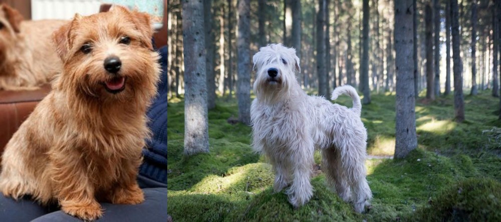 Soft-Coated Wheaten Terrier vs Norfolk Terrier - Breed Comparison
