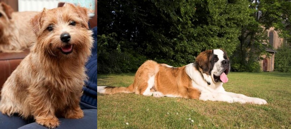 St. Bernard vs Norfolk Terrier - Breed Comparison