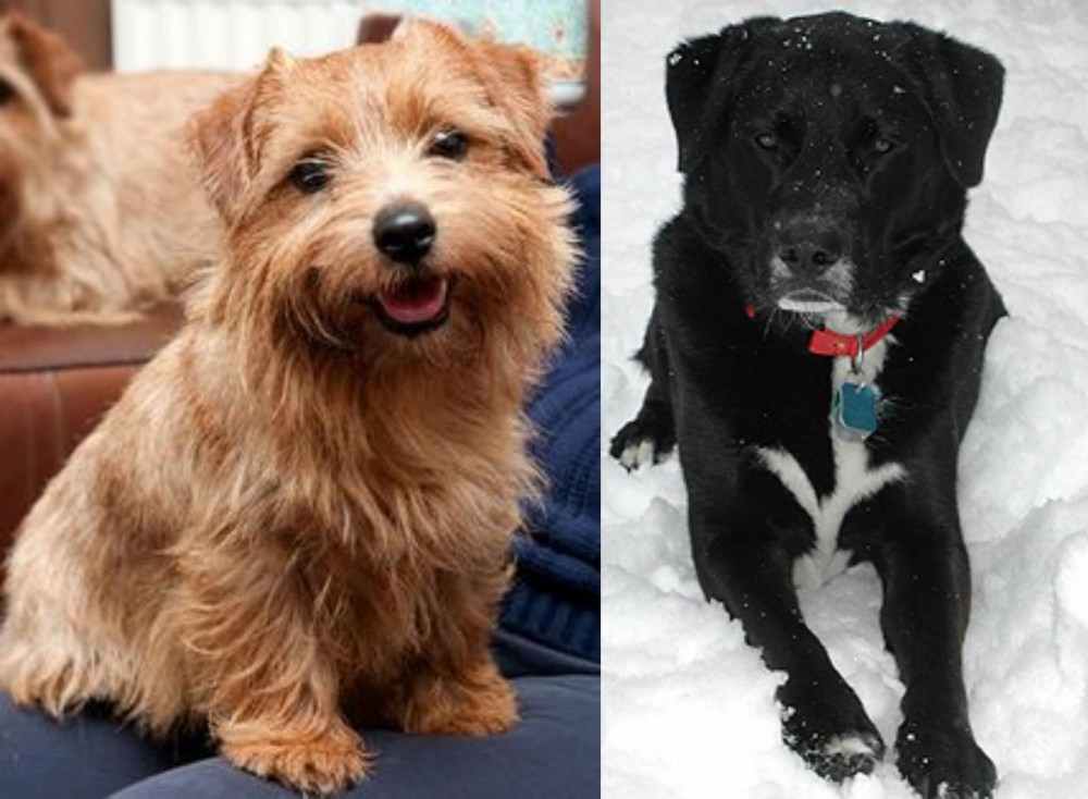 St. John's Water Dog vs Norfolk Terrier - Breed Comparison