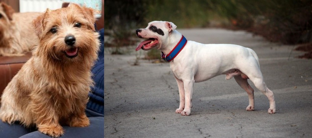 Staffordshire Bull Terrier vs Norfolk Terrier - Breed Comparison