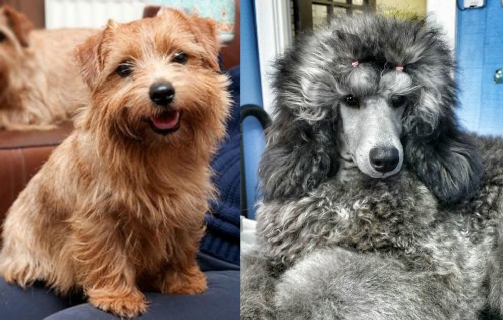 Standard Poodle vs Norfolk Terrier - Breed Comparison