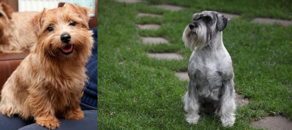 Standard Schnauzer vs Norfolk Terrier - Breed Comparison