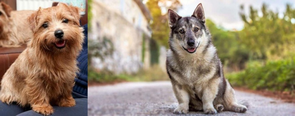 Swedish Vallhund vs Norfolk Terrier - Breed Comparison