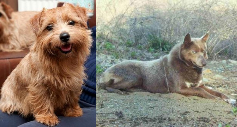 Tahltan Bear Dog vs Norfolk Terrier - Breed Comparison