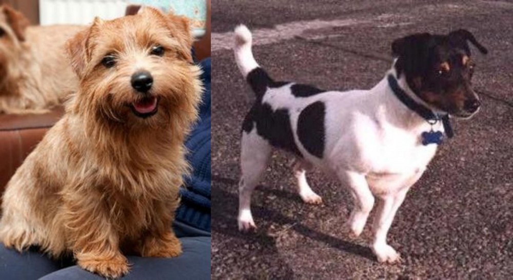 Teddy Roosevelt Terrier vs Norfolk Terrier - Breed Comparison