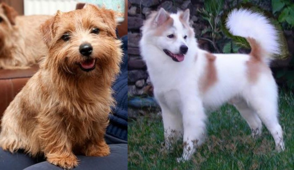 Thai Bangkaew vs Norfolk Terrier - Breed Comparison