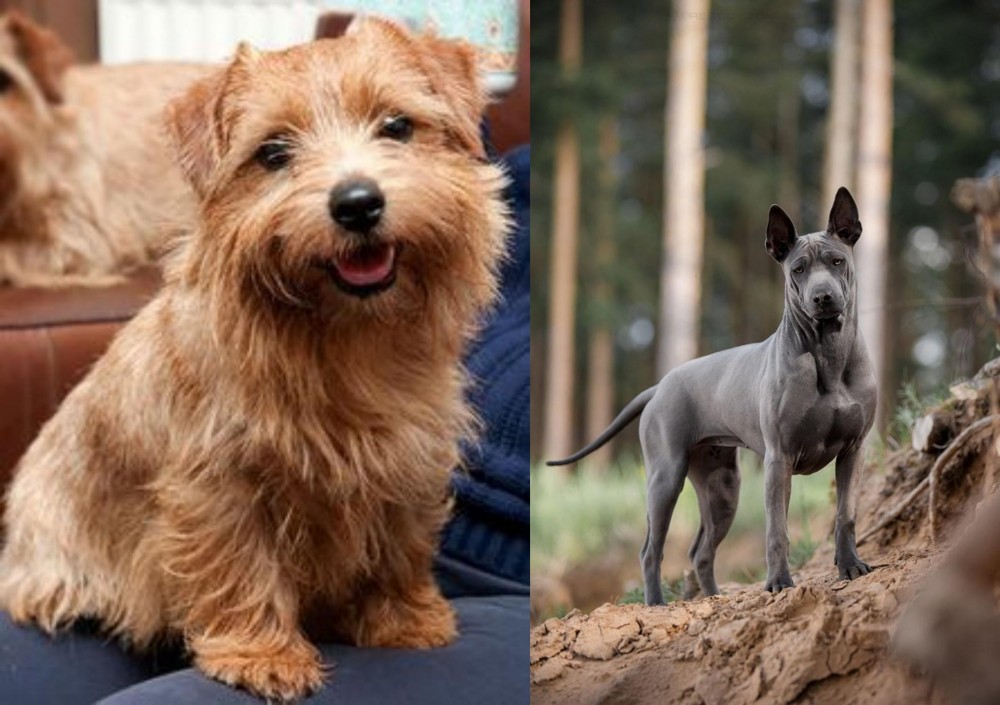 Thai Ridgeback vs Norfolk Terrier - Breed Comparison