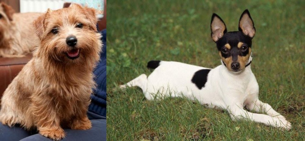 Toy Fox Terrier vs Norfolk Terrier - Breed Comparison
