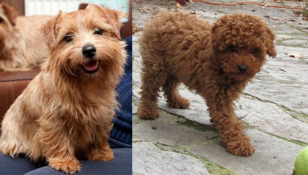 Toy Poodle vs Norfolk Terrier - Breed Comparison