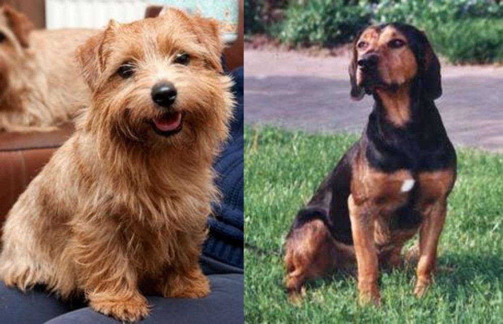Tyrolean Hound vs Norfolk Terrier - Breed Comparison