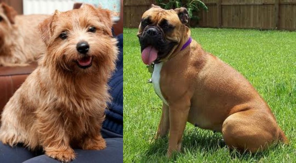 Valley Bulldog vs Norfolk Terrier - Breed Comparison