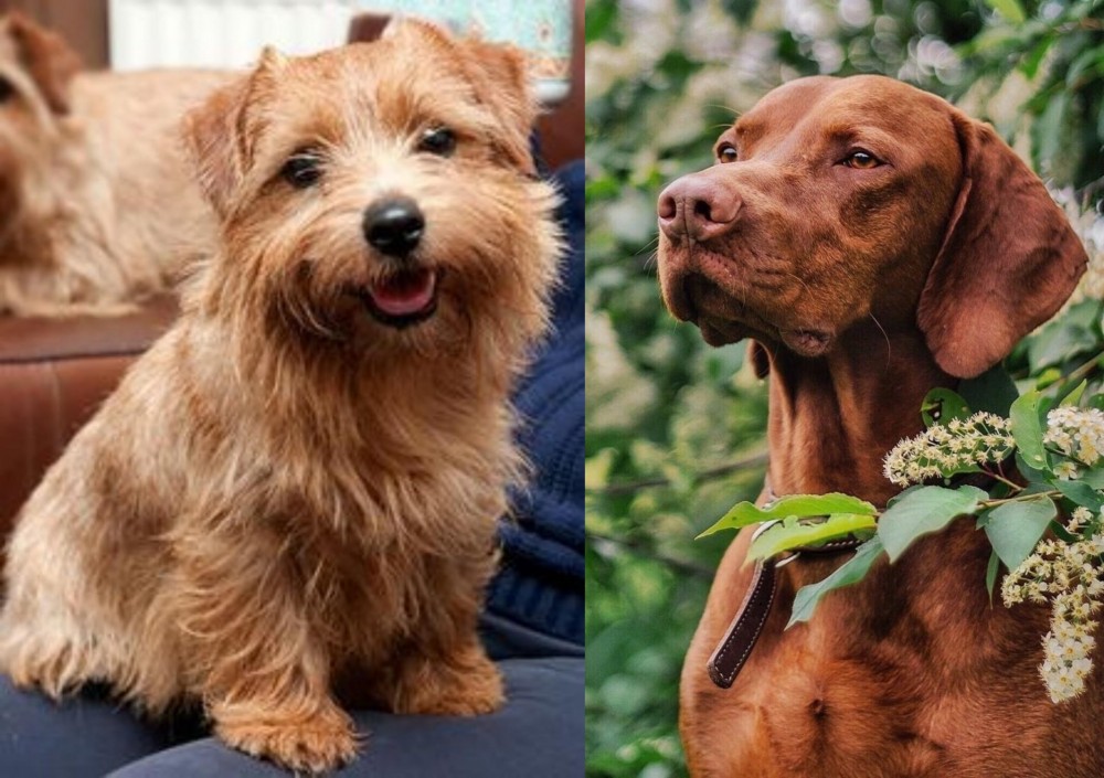 Vizsla vs Norfolk Terrier - Breed Comparison