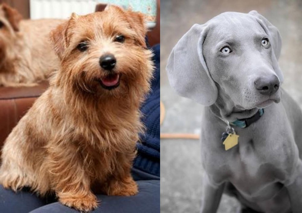Weimaraner vs Norfolk Terrier - Breed Comparison