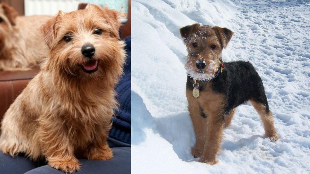 Welsh Terrier vs Norfolk Terrier - Breed Comparison