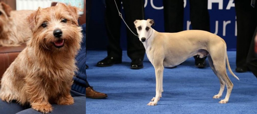 Whippet vs Norfolk Terrier - Breed Comparison