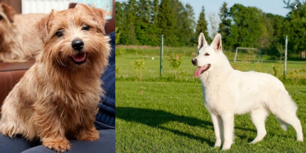 White Shepherd vs Norfolk Terrier - Breed Comparison