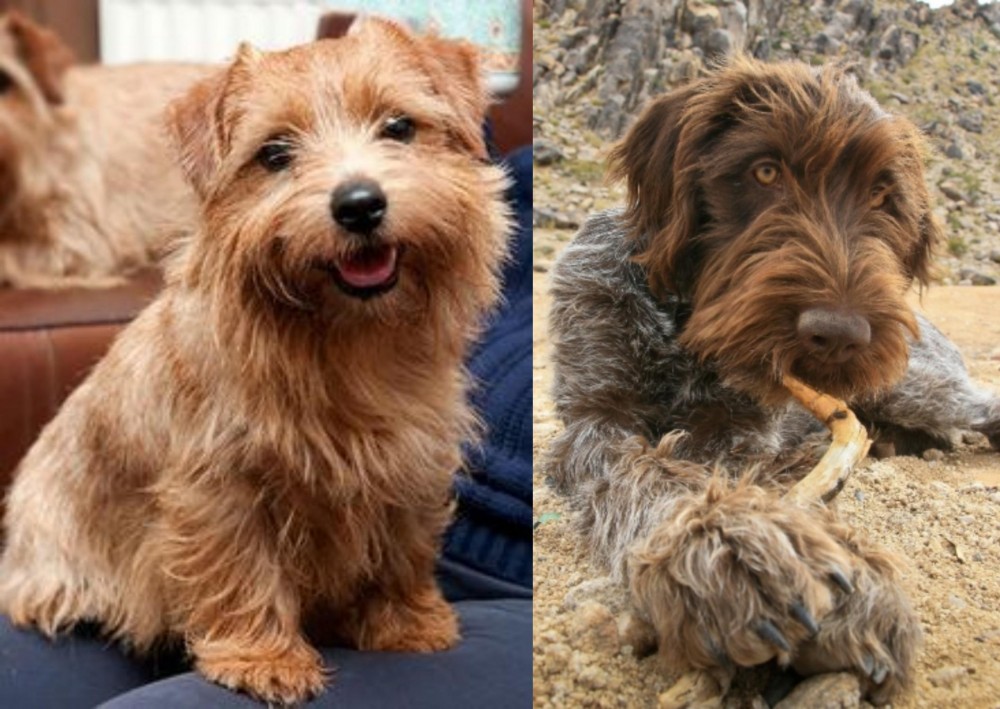 Wirehaired Pointing Griffon vs Norfolk Terrier - Breed Comparison