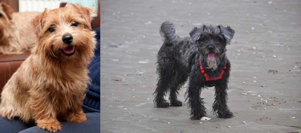 YorkiePoo vs Norfolk Terrier - Breed Comparison