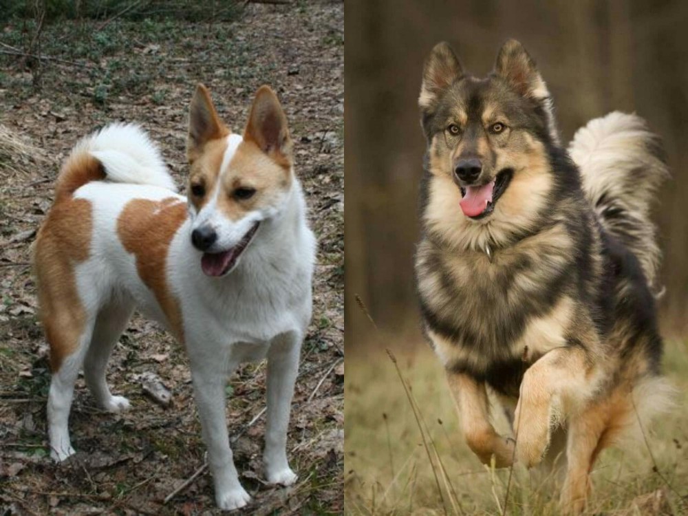 Native American Indian Dog vs Norrbottenspets - Breed Comparison