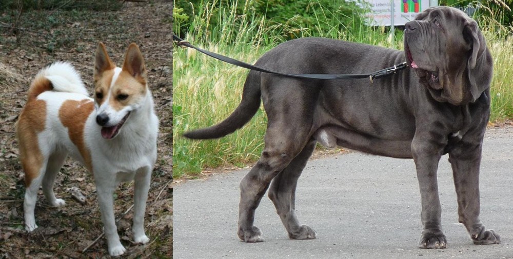 Neapolitan Mastiff vs Norrbottenspets - Breed Comparison