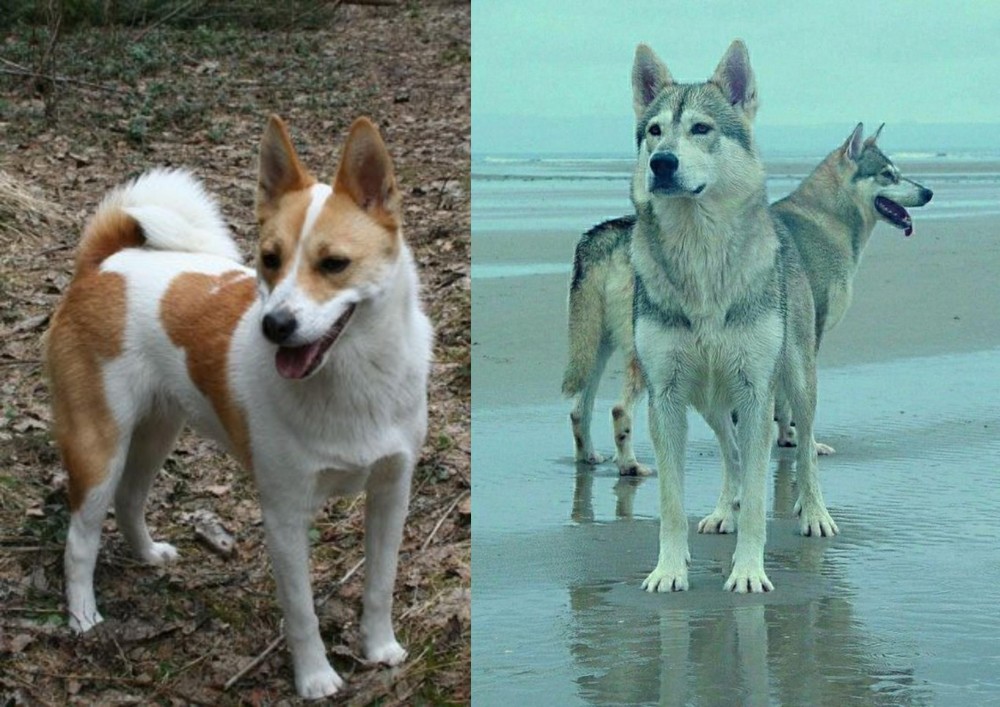 Northern Inuit Dog vs Norrbottenspets - Breed Comparison