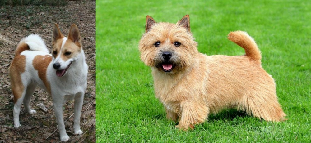 Norwich Terrier vs Norrbottenspets - Breed Comparison
