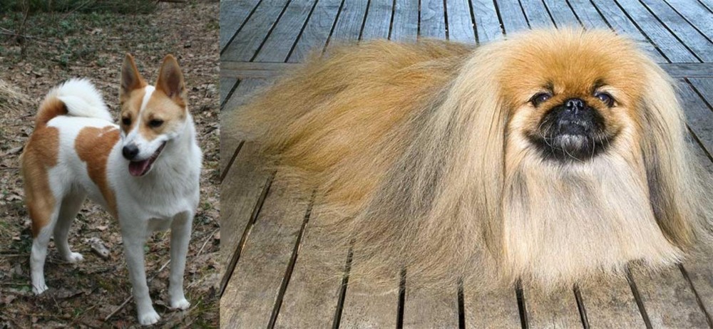 Pekingese vs Norrbottenspets - Breed Comparison