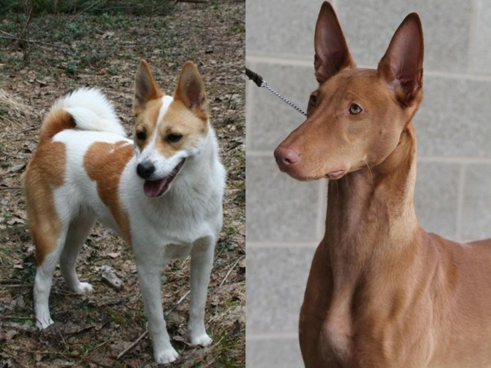 Pharaoh Hound vs Norrbottenspets - Breed Comparison