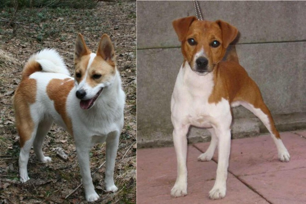 Plummer Terrier vs Norrbottenspets - Breed Comparison
