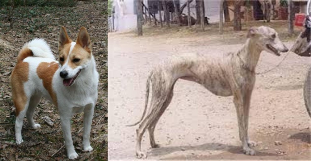 Rampur Greyhound vs Norrbottenspets - Breed Comparison