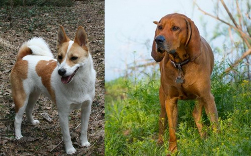 Redbone Coonhound vs Norrbottenspets - Breed Comparison