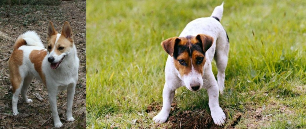 Russell Terrier vs Norrbottenspets - Breed Comparison