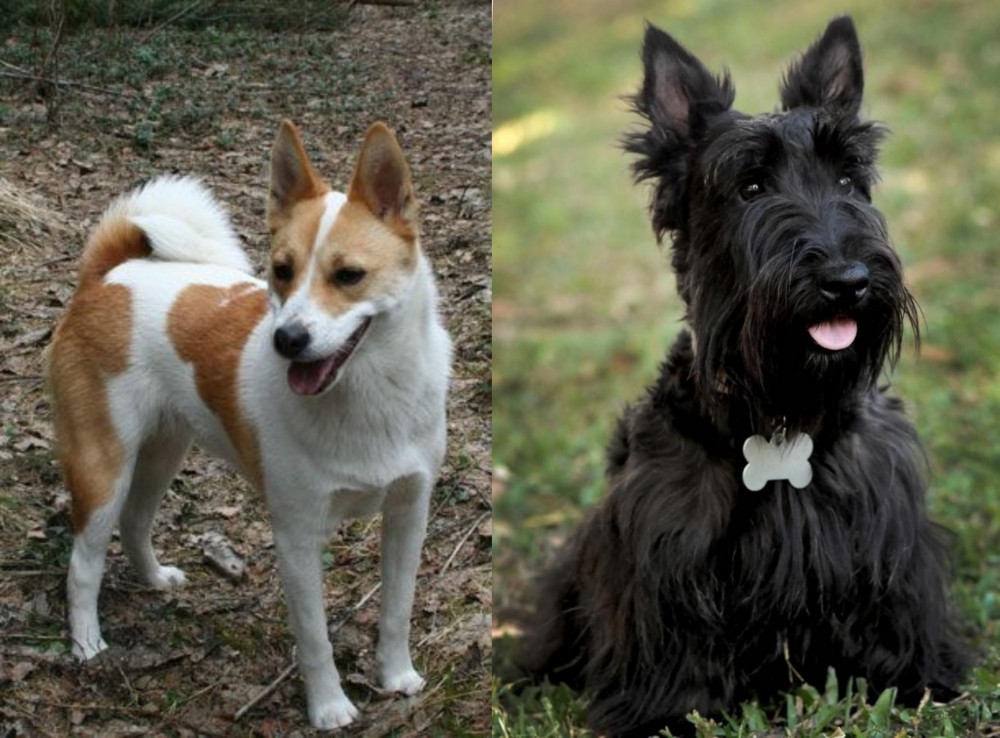 Scoland Terrier vs Norrbottenspets - Breed Comparison