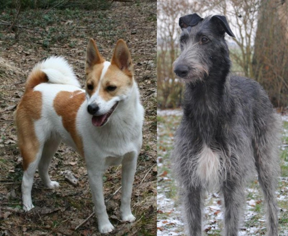 Scottish Deerhound vs Norrbottenspets - Breed Comparison