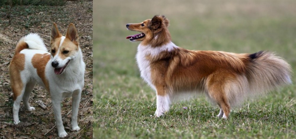 Shetland Sheepdog vs Norrbottenspets - Breed Comparison